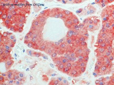 OriGene AM26725PU-N image 1