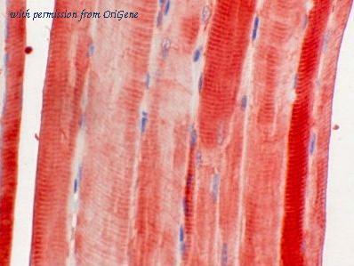 OriGene AM26733PU-N image 1