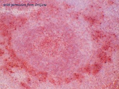 OriGene AM26734PU-N image 1