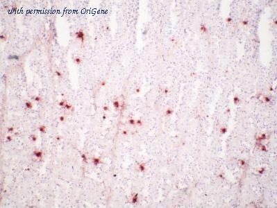 OriGene AM26736PU-N image 1