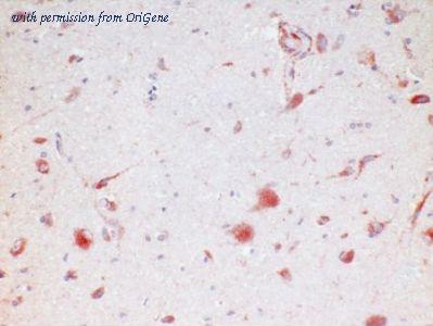 OriGene AM26742PU-N image 1