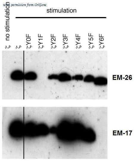 OriGene AM26756PU-N image 1
