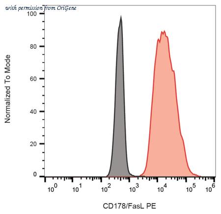 OriGene AM26762RP-N image 1