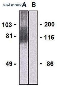 OriGene AM26764PU-N image 1
