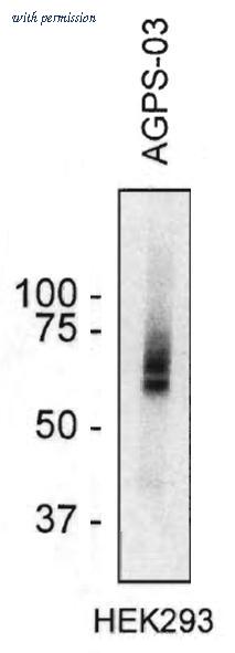 OriGene AM26765PU-N image 1