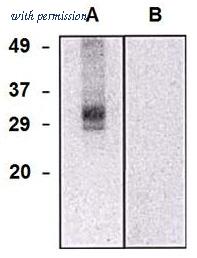OriGene AM26766RP-N image 1