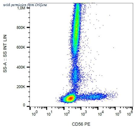 OriGene AM26771RP-N image 1