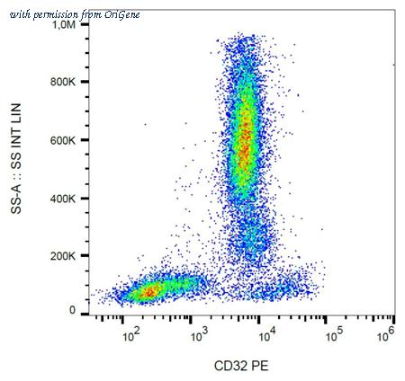 OriGene AM26773RP-N image 1
