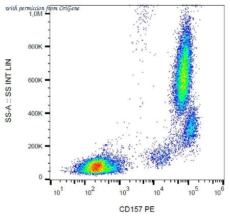OriGene AM26780RP-N image 1