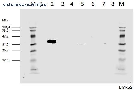OriGene AM26781PU-N image 1
