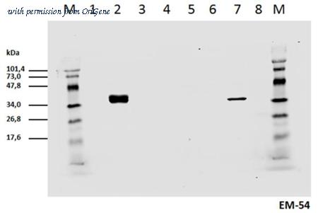 OriGene AM26782PU-N image 1