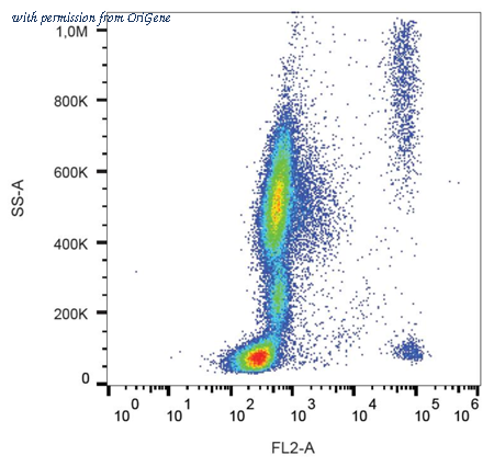 OriGene AM26800RP-N image 1