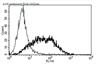 OriGene AM31169AF-N image 1