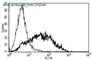 OriGene AM31170AF-N image 1