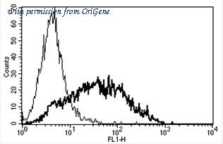 OriGene AM31170FC-N image 1