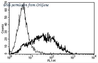 OriGene AM31170PU-N image 1