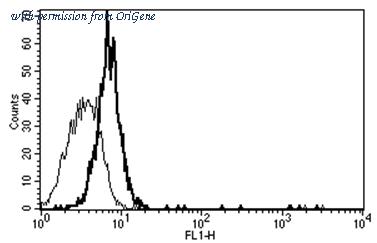 OriGene AM31175AF-N image 1