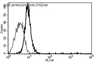 OriGene AM31177AF-N image 1