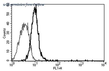 OriGene AM31178AF-N image 1