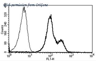 OriGene AM31182FC-N image 1