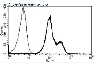 OriGene AM31182PU-N image 1