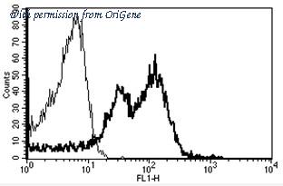 OriGene AM31183AF-N image 1