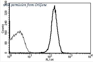 OriGene AM31184AF-N image 1