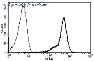 OriGene AM31185FC-N image 1