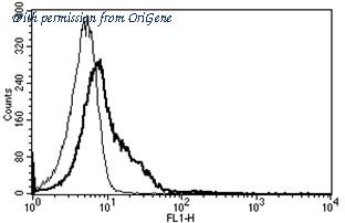 OriGene AM31187AF-N image 1