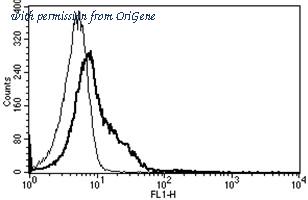 OriGene AM31187PU-N image 1