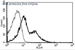 OriGene AM31187RP-N image 1