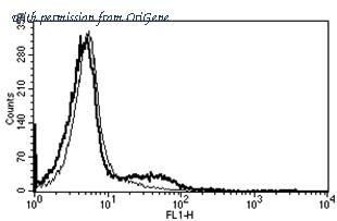 OriGene AM31188AF-N image 1