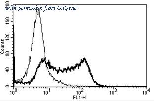 OriGene AM31191AF-N image 1