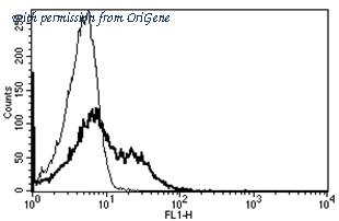 OriGene AM31195AF-N image 1