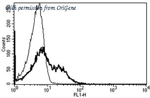 OriGene AM31195PU-N image 1