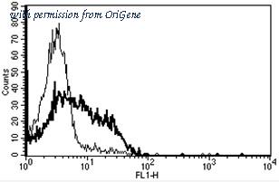 OriGene AM31196AF-N image 1