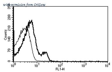 OriGene AM31204AF-N image 1