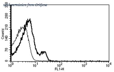 OriGene AM31204PU-N image 1
