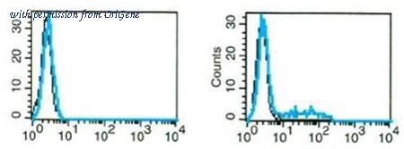 OriGene AM31212FC-N image 1