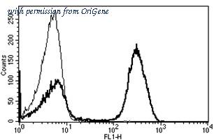OriGene AM31215PU-N image 1