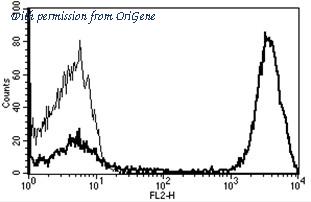 OriGene AM31215RP-N image 1