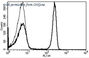 OriGene AM31216FC-N image 1