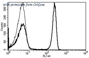 OriGene AM31216PU-N image 1