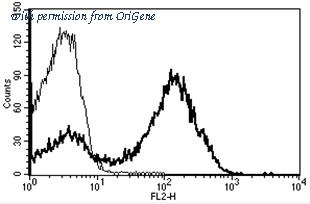 OriGene AM31217BT-N image 1
