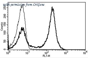OriGene AM31217FC-N image 1
