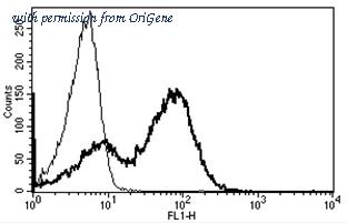 OriGene AM31219AF-N image 1