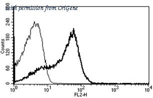 OriGene AM31219RP-N image 1