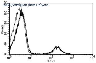 OriGene AM31222FC-N image 1