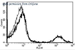 OriGene AM31222RP-N image 1