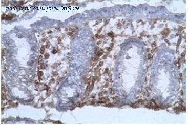 OriGene AM31223AF-N image 1